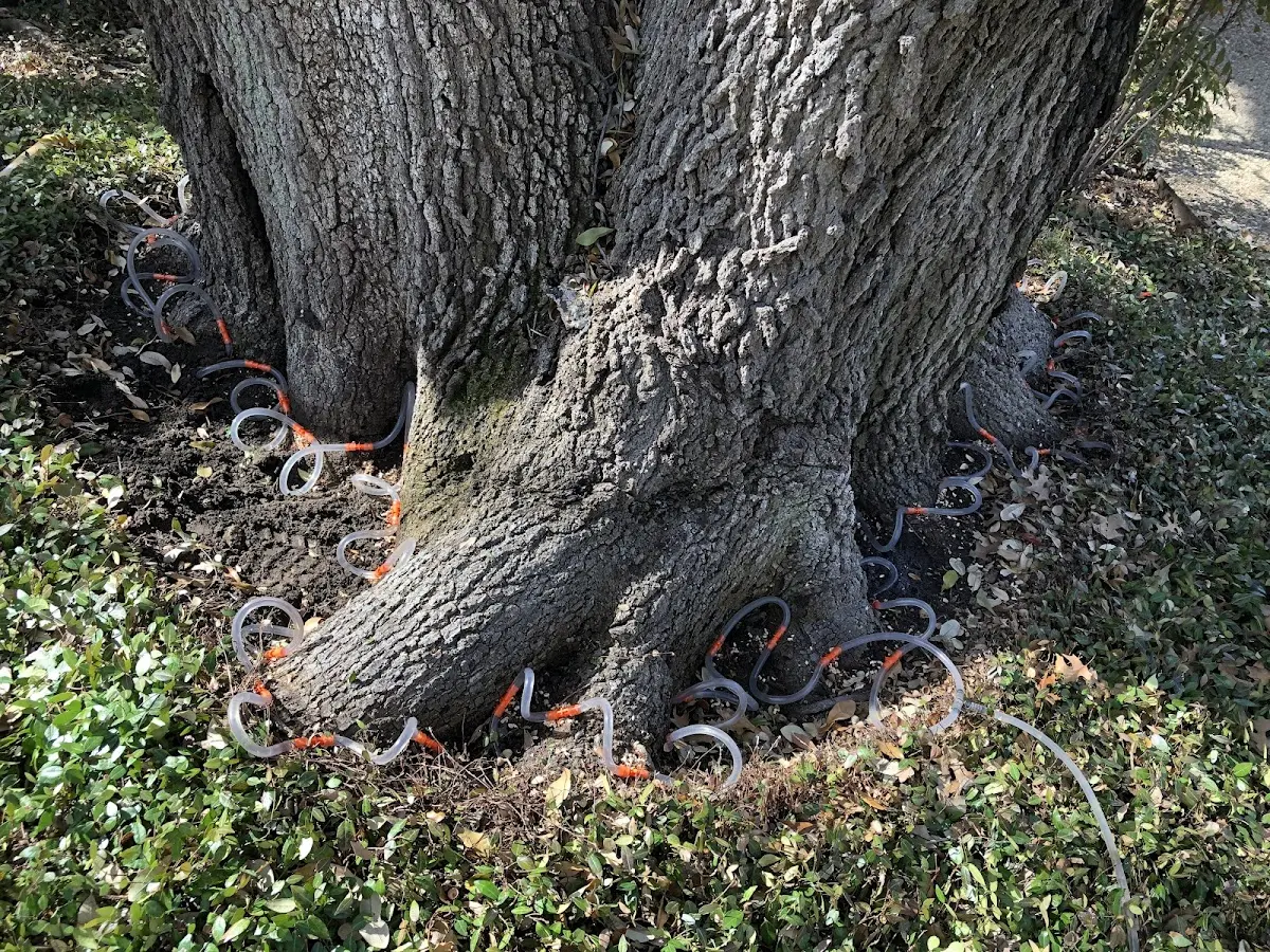 Detailed Tree Cabling and Bracing job site in Homosassa Springs