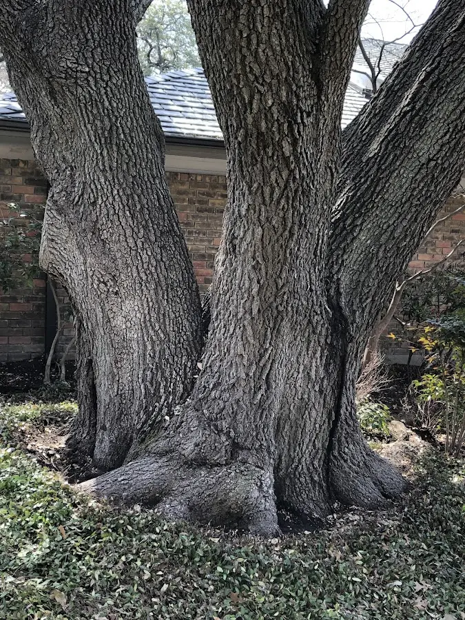 Mature heritage tree close to a Homosassa Springs property cared for by certified arborists